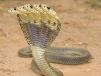 Cobra Snake Wallpaper HD In Animals Imageci