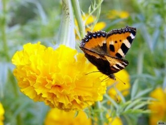Butterfly Screensaver Screensavers