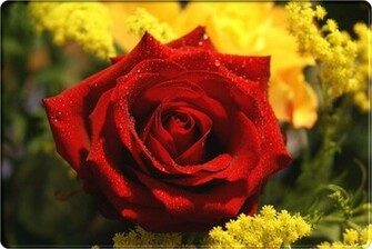 Red Roses Flowers Rose Wallpaper
