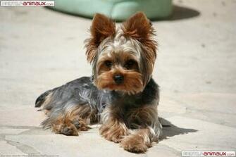 Funny Animals Pictures Yorkshire Terrier Wallpaper