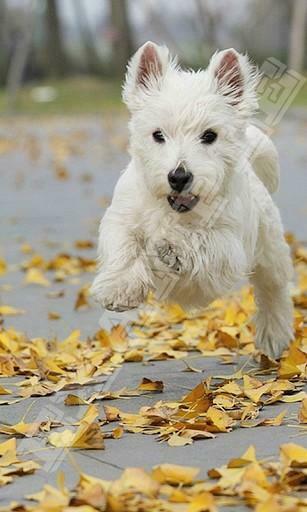 Bigger Westie Dog Wallpaper For Android Screenshot