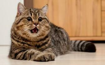 Fat Kitty Wallpaper And Image Pictures Photos
