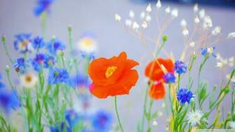 Poppies Wallpaper