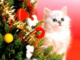 Kittens Wallpaper Christmas Snow Cat Eyes Nature Cats