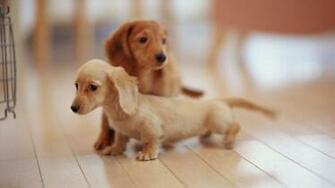 Now Cute HD Dachshund Puppies Wallpaper Read Description