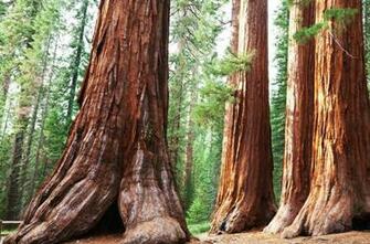 Sequoia National Forest Park Wallpaper HD
