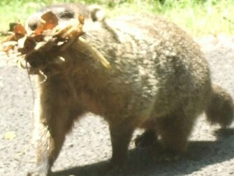 Groundhog Day Image Crazy Gallery