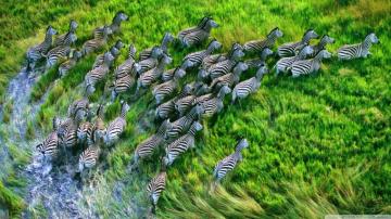 Mac Os X Retina Zebras Ultra HD Desktop Background Wallpaper For