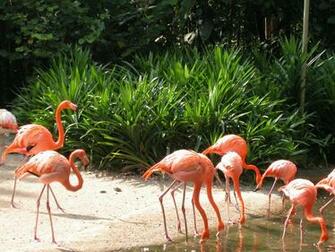 Flamingo Water Hole Wallpaper HD