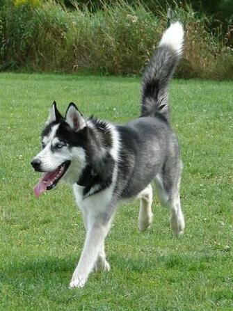 Alaskan Husky Dog By Fantasystock