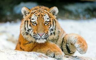 Desktop Wallpaper Animals Wild Cats Young Tiger Plays