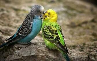 Wallpaper Best Spectacular Love Birds High Resolution