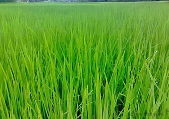 Green Grass Wallpaper