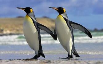 Wallpaper 3d Amazing Penguin S