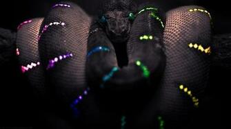 Boa Constrictor Snake Black Selective Coloring HD