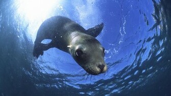Ocean Life HD Wallpaper Background