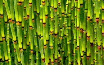 Bamboo Stems X Close