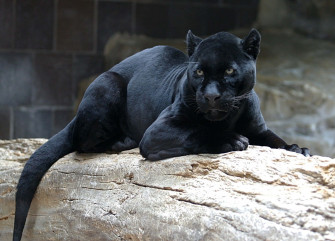 Black Panther Wallpaper