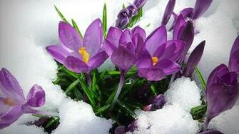 Early Spring Flowers Wallpaper