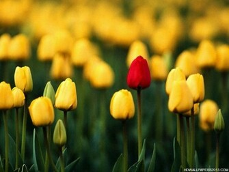 Beautiful Flower Wallpaper HD