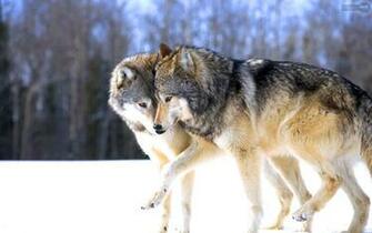 Wolf Wallpaper Animal Spot