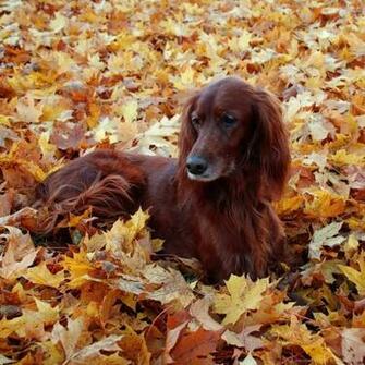 Fall Wallpaper With Dogs Amazing