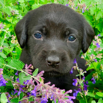Happy Labradors