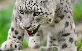 Pin White Cheetah Blue Eyes Wallpaper