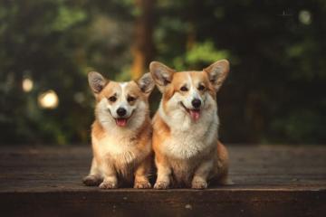 Corgi HD Wallpaper