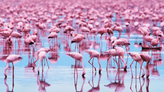 Widescreen Flamingo Wallpaper