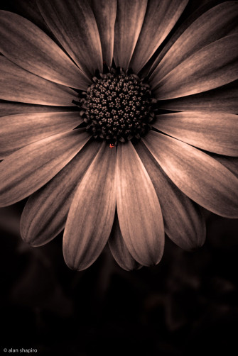 Flower iPhone Wallpaper Sunflower
