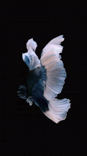 In The Beta For Ios Apple Removed Live Fish