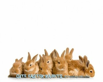 Easter Cute Bunny Wallpaper