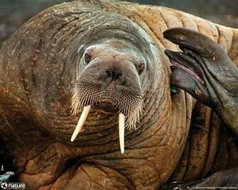 Walrus Wallpaper