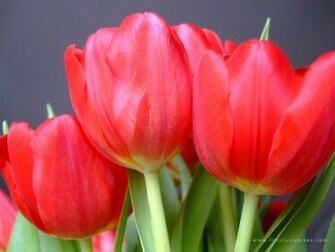 Red Tulips Photograph Wallpaper Stock Photos