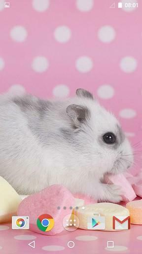 Captura De Pantalla Cute Animals Live Wallpaper