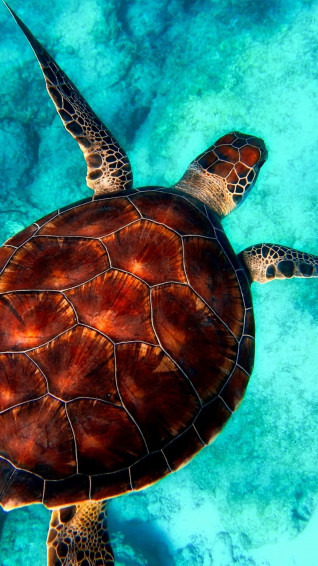 Unlock Animal Adventures On Your iPhone Wallpaper