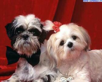 Foto Shih Tzu In Alta Definizione HD