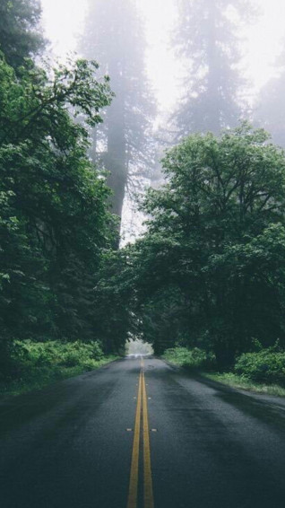 Beautiful Green Forest Road iPhone Wallpaper