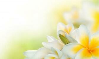 HD Nature Image Wallpaper Of Natures Organic Plants