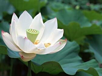 HD Wallpaper Hollywood Actress Lotus