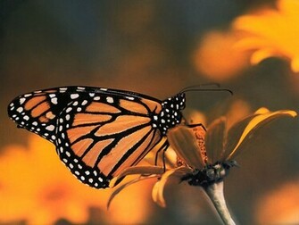 Monarch Butterfly Insects Wallpaper Image Featuring Butterflies