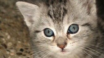 HD Cat Wallpaper