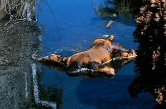 Hurricane Katrina Aftermath For