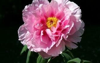 Peony Wallpaper
