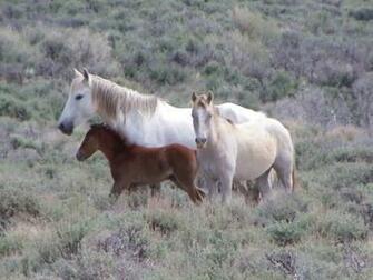 HD Animals Wallpaper Wild Horses