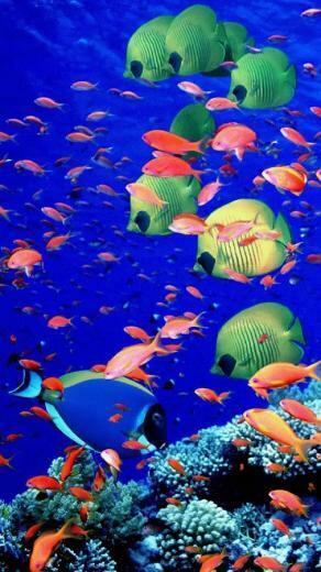 Ocean Live Wallpaper Google Play De Android Uygulamalar