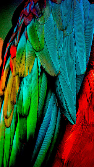 Parrot Wing Feathers N7vi9eu6th2mnm9f Wallpaper