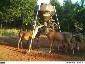 Monster Whitetail Deer Buck Wallpaper Of Bucks Produced
