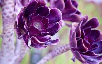 Purple Flowers Wallpaper And Image Pictures Photos